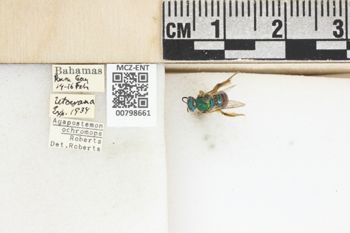 Media type: image;   Entomology 798661 Aspect: Labels